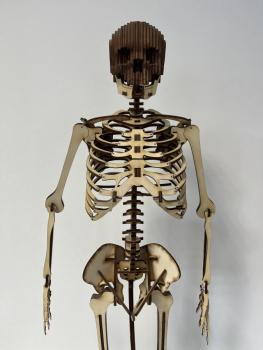 Human skeleton (Cool Human Skeleton) as a 3D model -  close up front vie